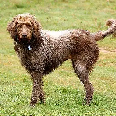 Beauceroodle dog breed.