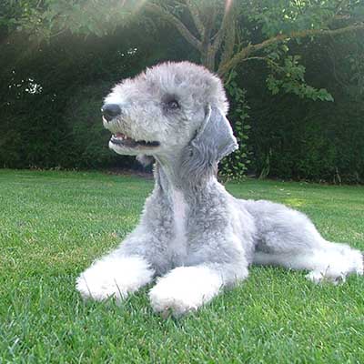 Bedlington Terrier