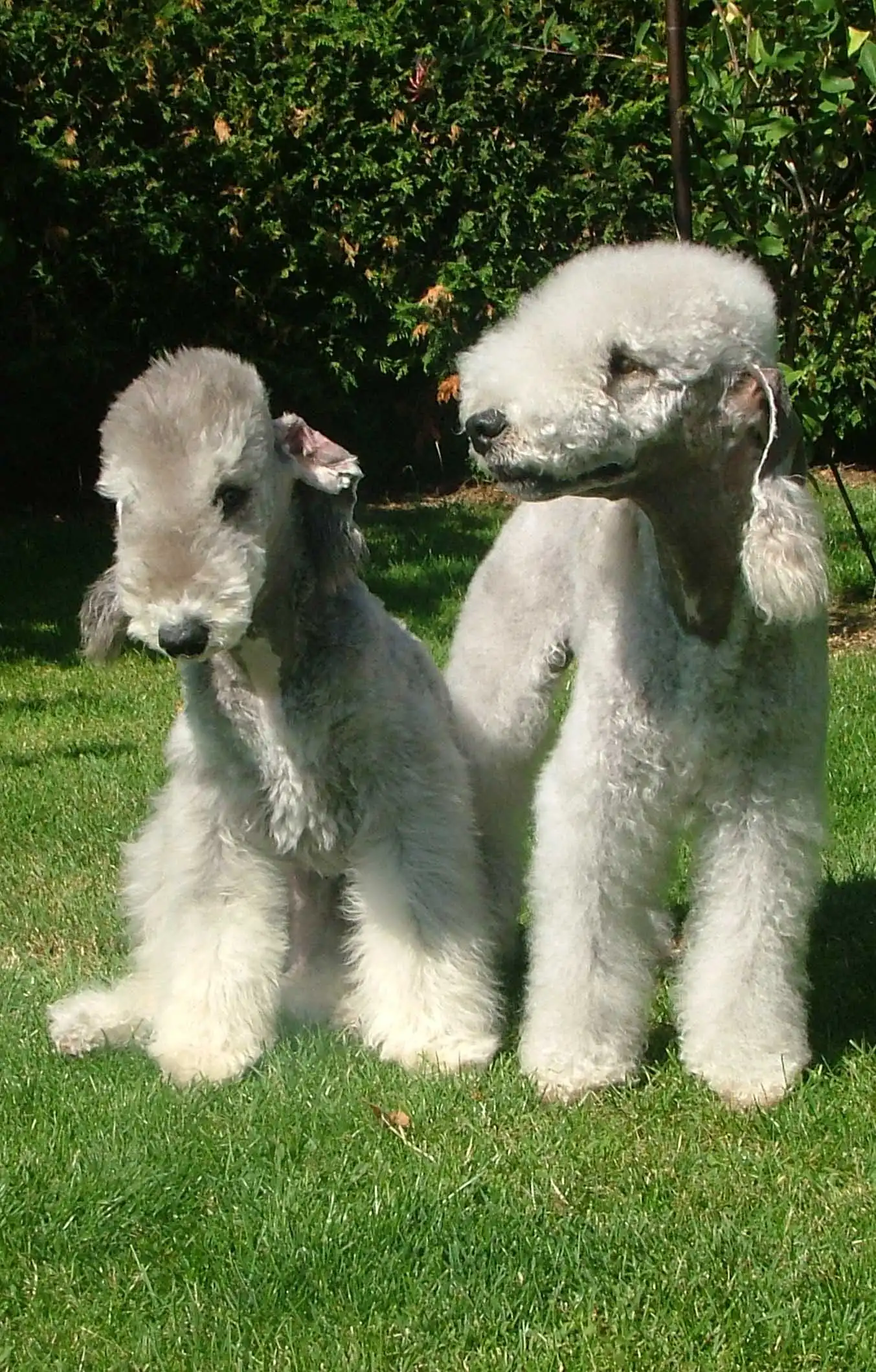 Breed Origin