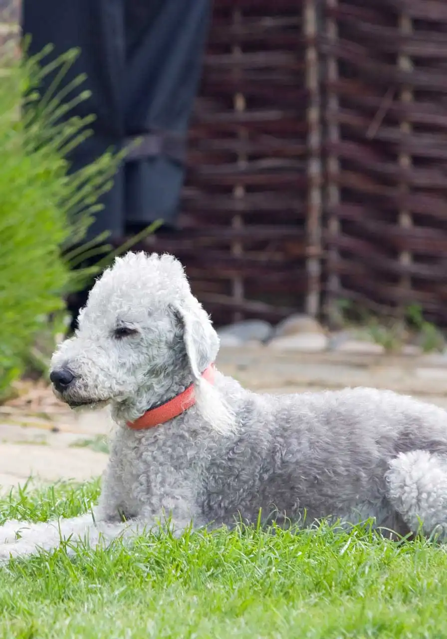 Breed Appearance