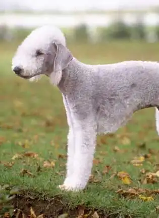 Behavior & Temperament