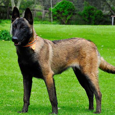 Belgian Malinois