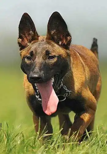 Breed Origin