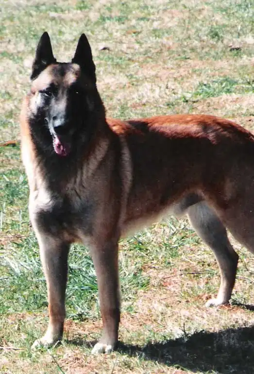 Breed Appearance