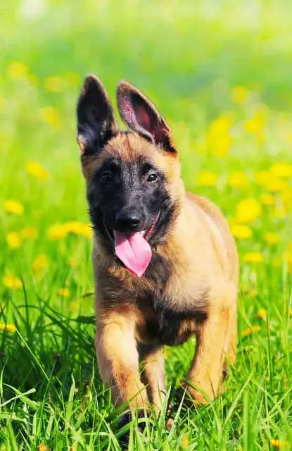 Behavior & Temperament