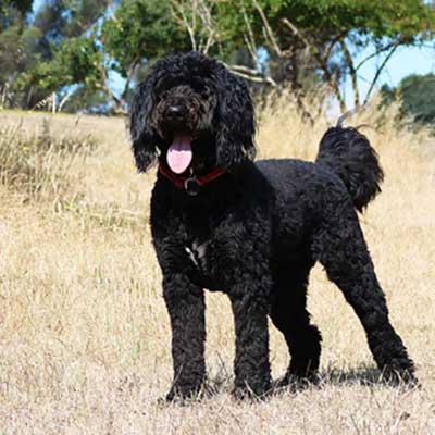 Belgian Shepadoodle