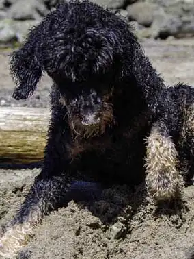 Breed Appearance