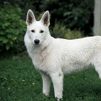 Weißer Schweizer Schäferhund