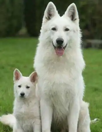 Origine & Histoire du Berger Blanc Suisse