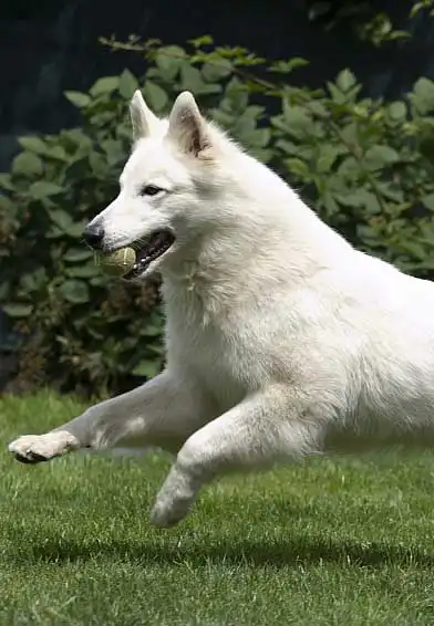 Apparence du Berger Blanc Suisse