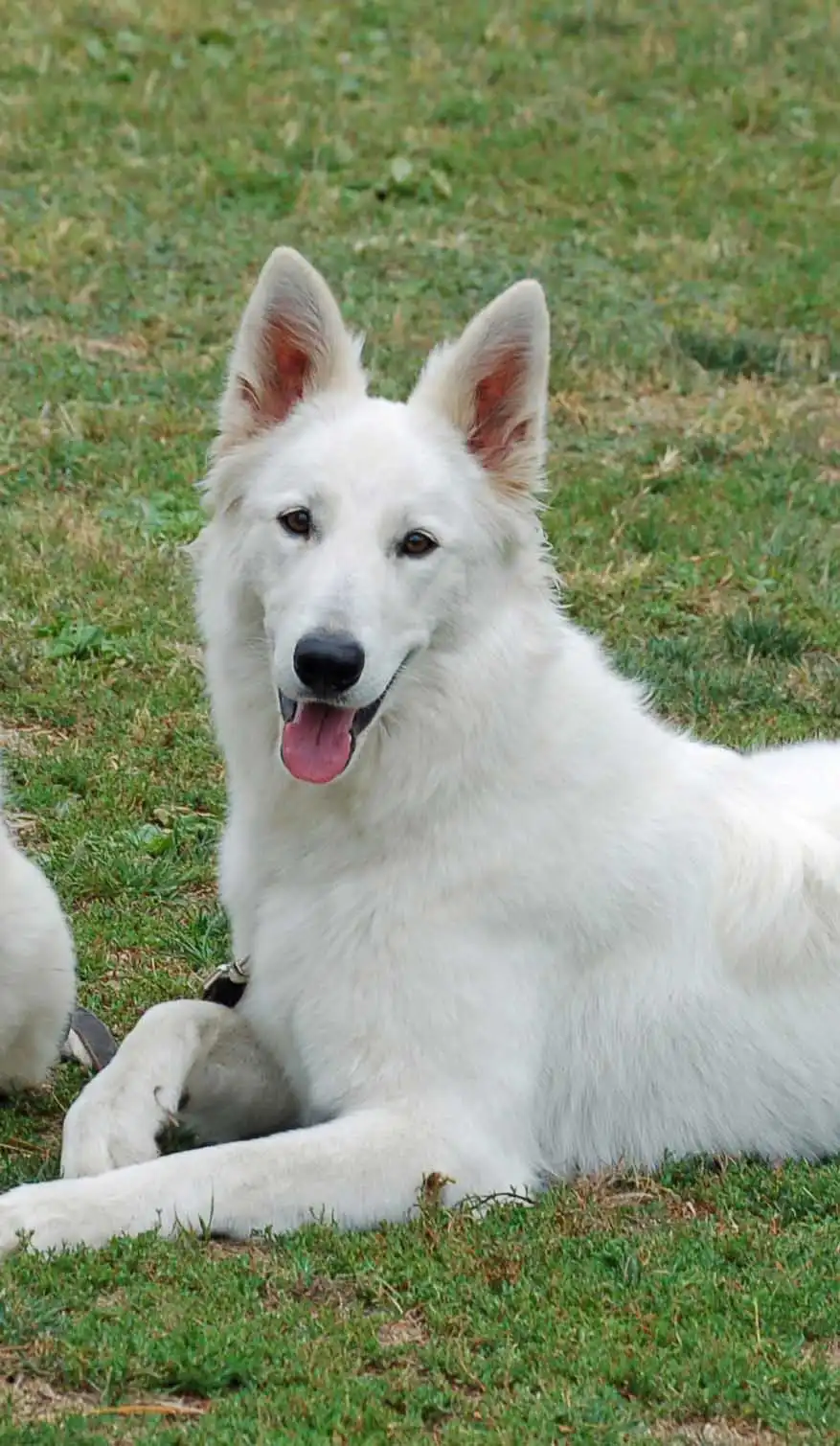 Entretien & Soins du Berger Blanc Suisse