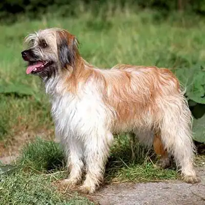 Berger Des Pyrenees dog breed.