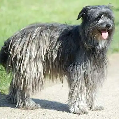 Berger des Pyrenees dog breed.