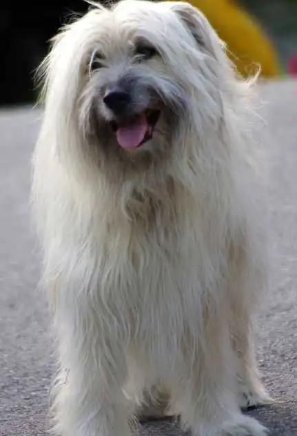 Breed Origin