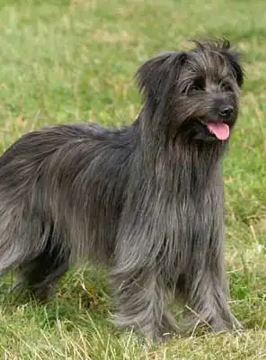 Breed Appearance