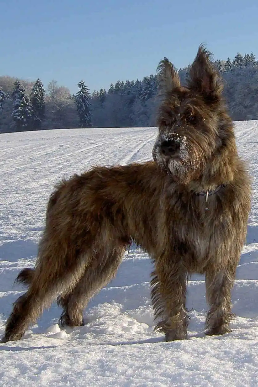 Breed Origin