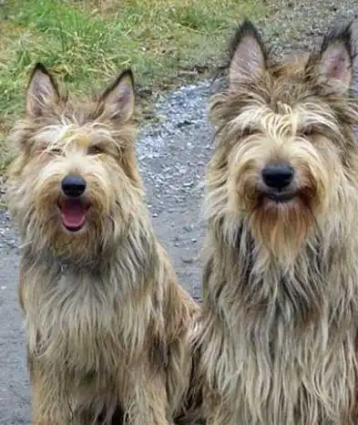 Breed Appearance