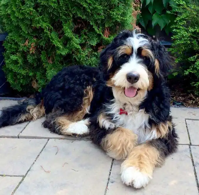 Bernedoodle