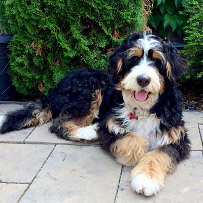 Bernedoodle