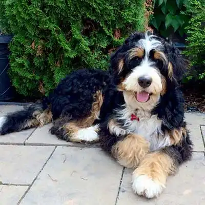 Bernedoodle dog breed.