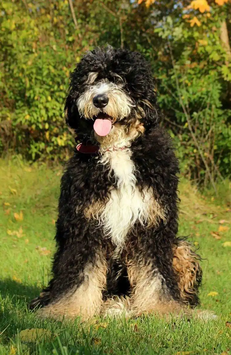 Breed Origin