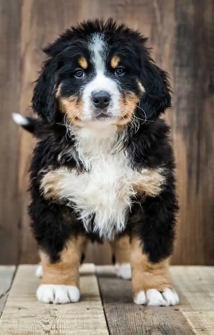 Breed Appearance