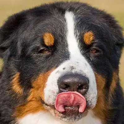 Bernefie dog breed.