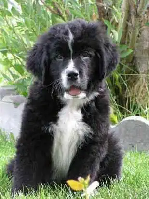 Breed Origin
