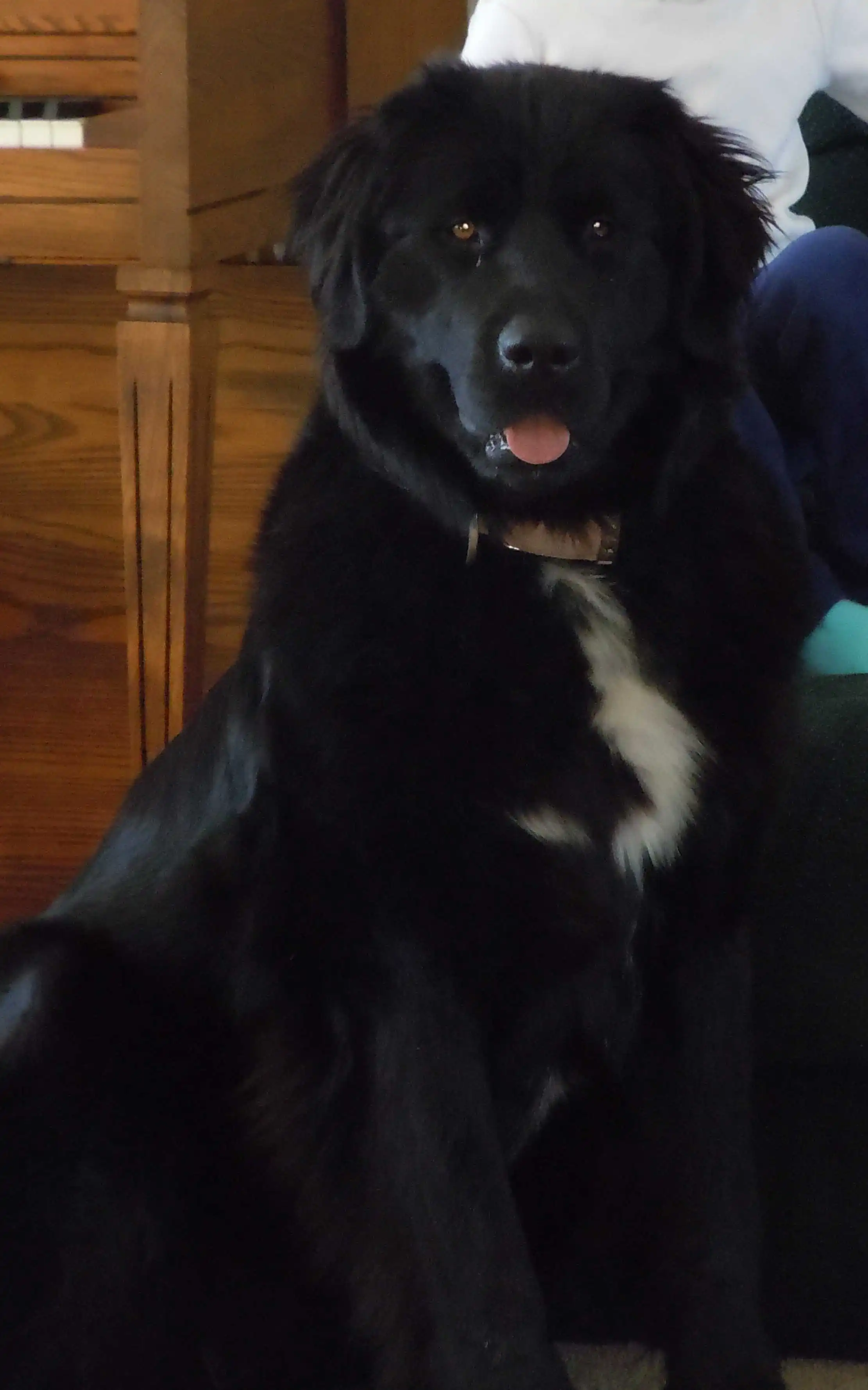 Breed Appearance