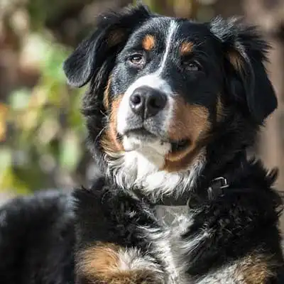 Bernese Mountain Dog dog breed.