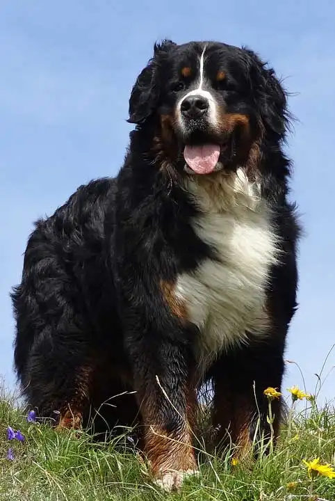 Breed Origin