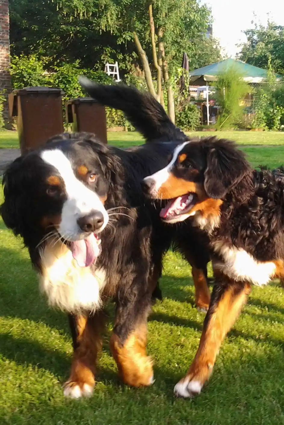 Breed Appearance