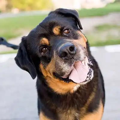 Bernese Rottie dog breed.