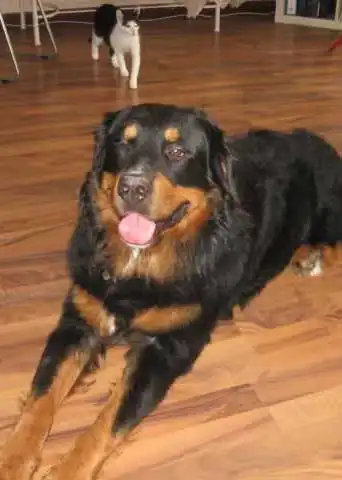 Breed Appearance