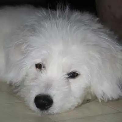 Bichomo dog breed.