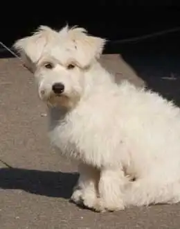 Breed Origin