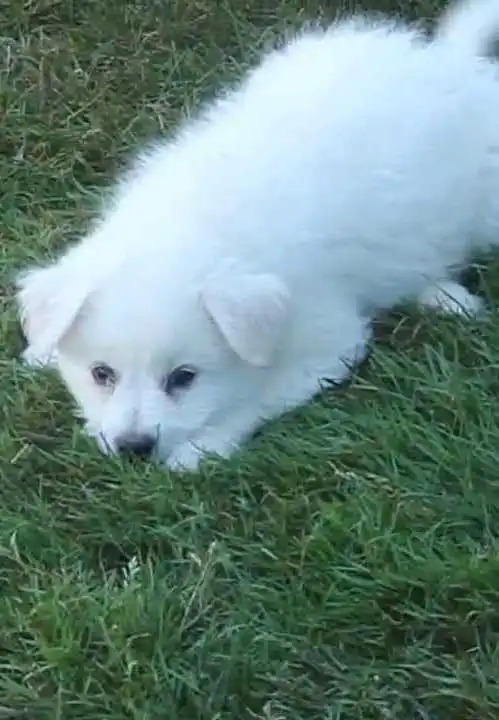 Breed Appearance