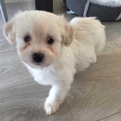 Bichon-A-Ranian