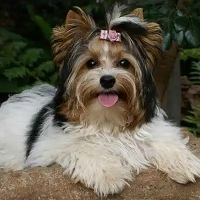 Biewer Terrier dog breed.