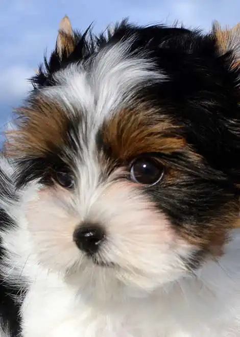 Breed Appearance