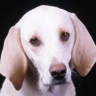 Billy dog breed.