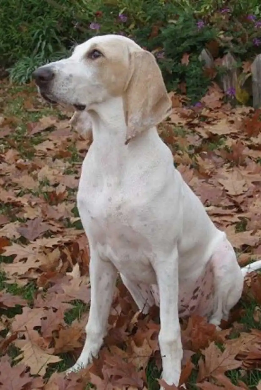 Breed Origin