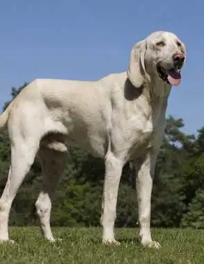 Breed Appearance