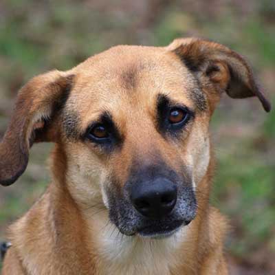 Black Mouth Cur