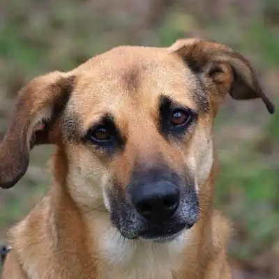 Raza de perro Black Mouth Cur.