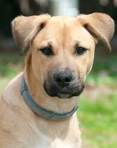 Origine & Storia del Black Mouth Cur