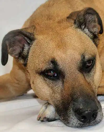 Aspetto del Black Mouth Cur