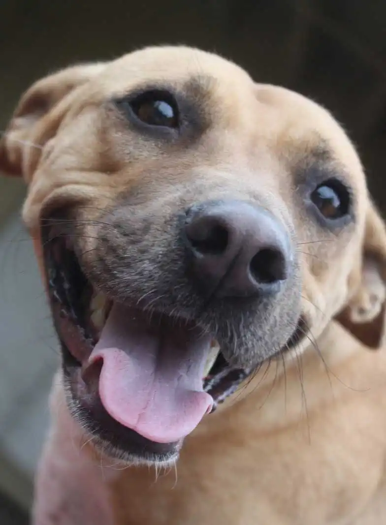 Cura & Mantenimento del Black Mouth Cur