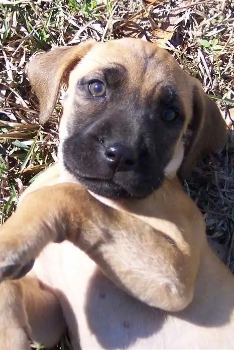 Carattere & Temperamento del Black Mouth Cur