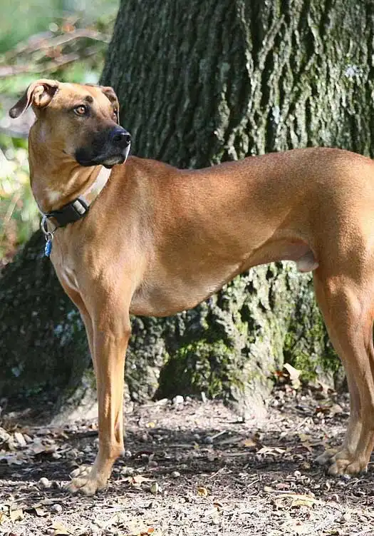 Esercizio & Attività del Black Mouth Cur